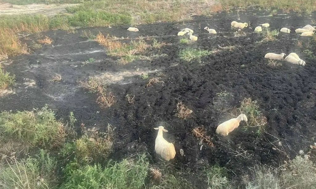 Απεγκλωβισμός κοπαδιού προβάτων από βάλτο στην Θεσσαλονίκη