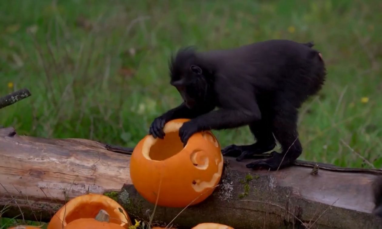 Χαρούμενο Halloween για τα ζώα του ζωολογικού κήπου με κολοκύθες γεμάτες σνακ